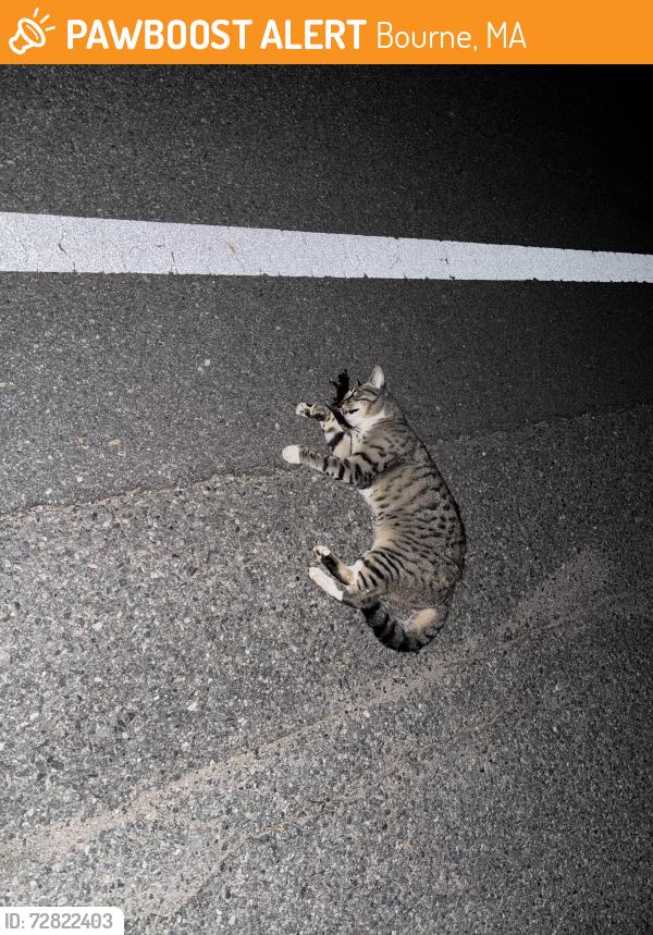 Found/Stray Unknown Cat last seen Clay pond rd, Bourne, MA 02532