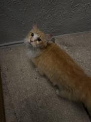 Found/Stray Unknown Cat last seen Volley Ct; International Village Dr, Jacksonville, FL 32277