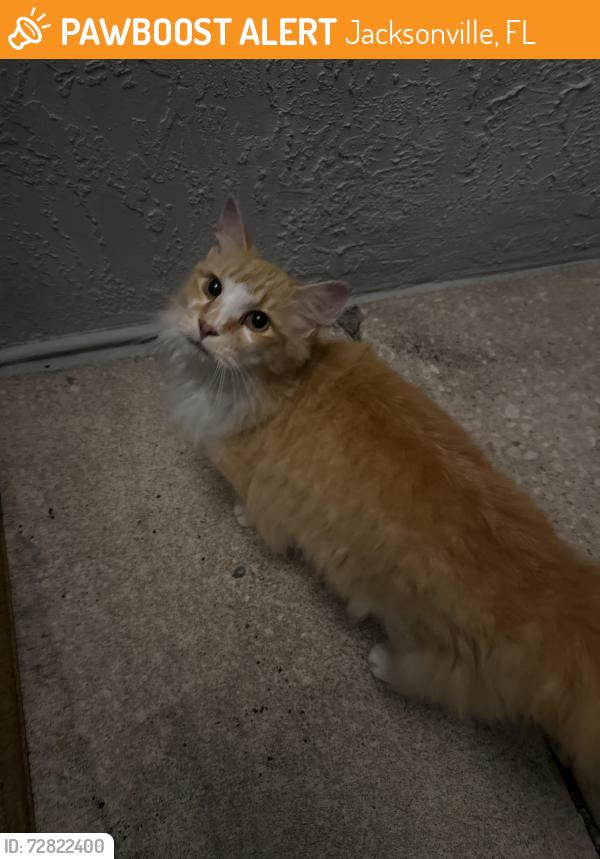 Found/Stray Unknown Cat last seen Volley Ct; International Village Dr, Jacksonville, FL 32277