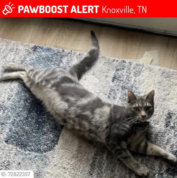Lost Male Cat last seen Byington Solway and Middlebrook Pike, Knoxville, TN 37931