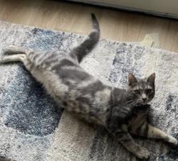Lost Male Cat last seen Byington Solway and Middlebrook Pike, Knoxville, TN 37931