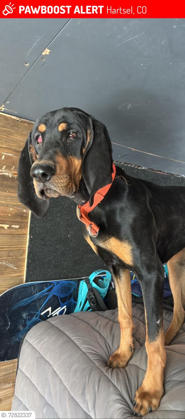 Lost Female Dog last seen Doe and mesa, Hartsel, CO 80449