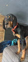 Lost Female Dog last seen Doe and mesa, Hartsel, CO 80449