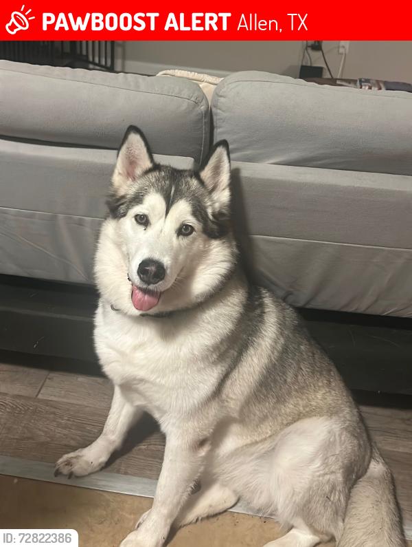Lost Female Dog last seen Allen Texas Valley View Dr, Allen, TX 75002, Allen, TX 75002