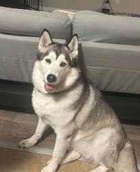 Lost Female Dog last seen Allen Texas Valley View Dr, Allen, TX 75002, Allen, TX 75002