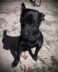 Lost Male Dog last seen 223rd st and Claretta, Hawaiian Gardens, CA 90716