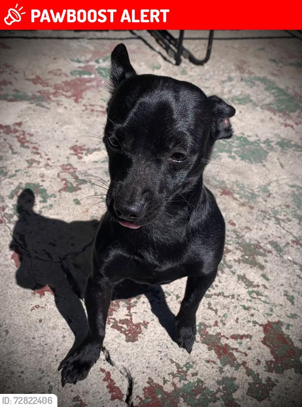 Lost Male Dog last seen 223rd st and Claretta, Hawaiian Gardens, CA 90716