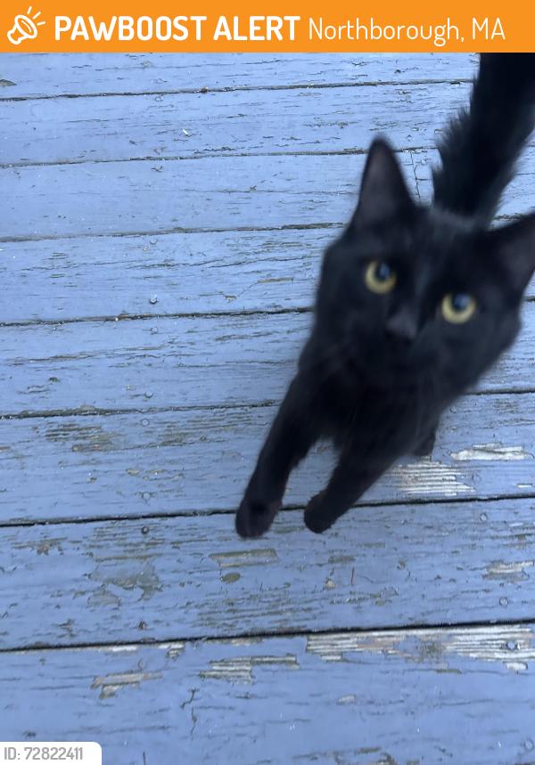 Found/Stray Unknown Cat last seen Rogers Ave and Maple Sr, Northborough, MA 01532