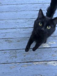 Found/Stray Unknown Cat last seen Rogers Ave and Maple Sr, Northborough, MA 01532