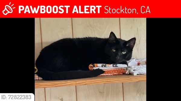 Lost Female Cat last seen West Harding Way and Yale St., Stockton, CA 95203