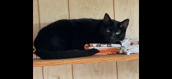 Lost Female Cat last seen West Harding Way and Yale St., Stockton, CA 95203