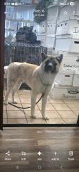 Lost Male Dog last seen Pine Island road, Sunrise, FL 33351