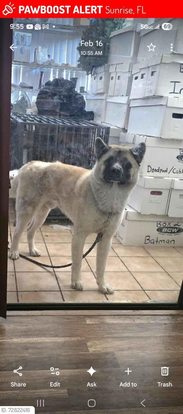 Lost Male Dog last seen Pine Island road, Sunrise, FL 33351