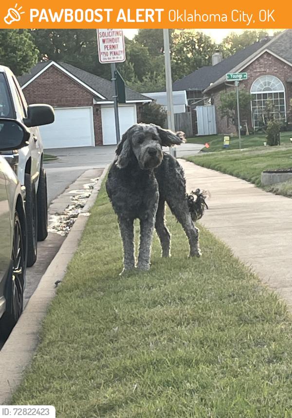 Found/Stray Unknown Dog last seen dollar general, Oklahoma City, OK 73170