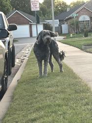 Found/Stray Unknown Dog last seen dollar general, Oklahoma City, OK 73170
