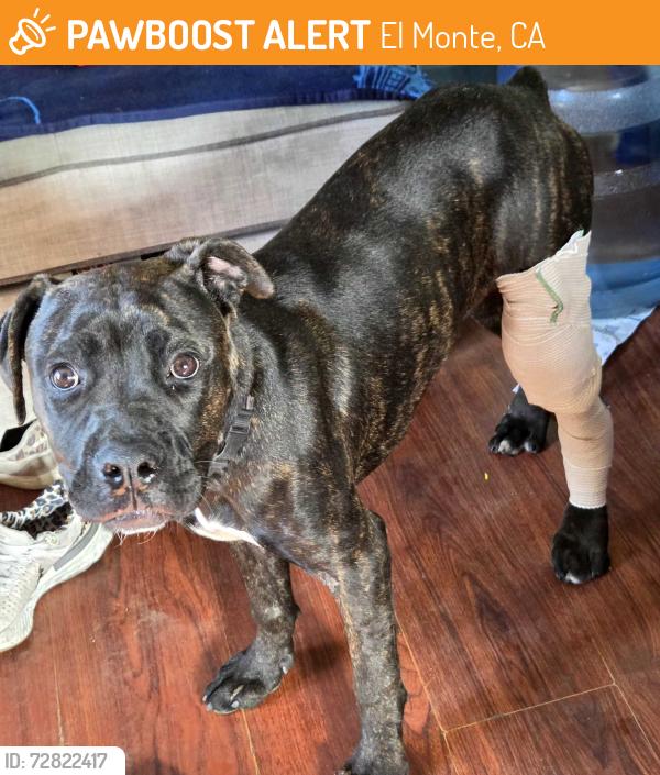 Found/Stray Male Dog last seen La Madera ave , El Monte, CA 91732