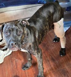 Found/Stray Male Dog last seen La Madera ave , El Monte, CA 91732