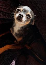 Lost Female Dog last seen Florin Rd. and Woodbine Ave., Sacramento, CA 95822