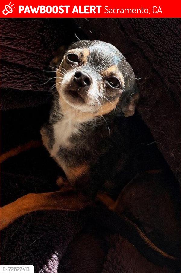 Lost Female Dog last seen Florin Rd. and Woodbine Ave., Sacramento, CA 95822