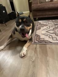 Found/Stray Female Dog last seen Charter Oak and Western , Logan County, OK 73025