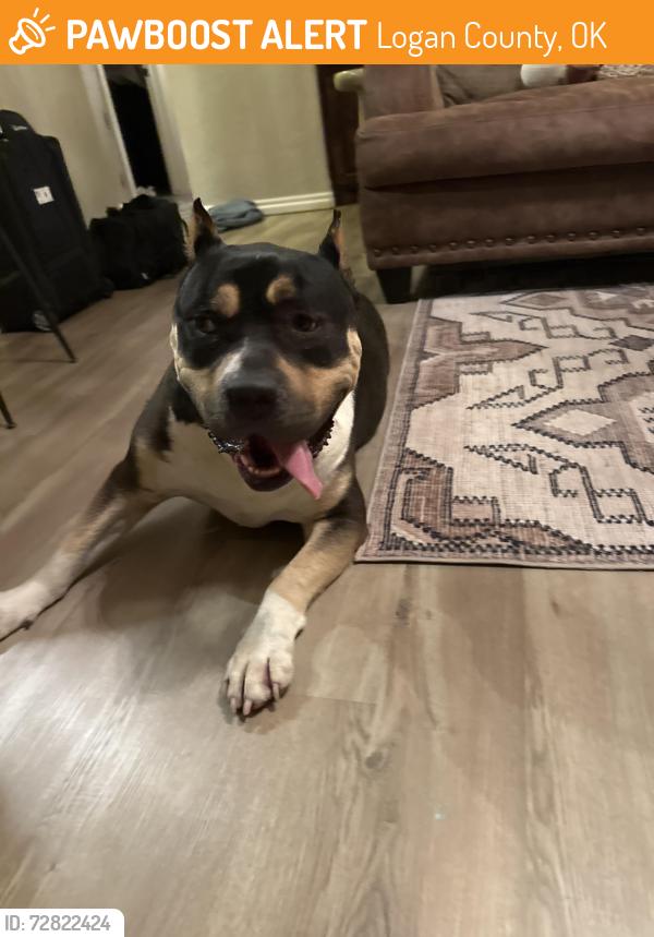 Found/Stray Female Dog last seen Charter Oak and Western , Logan County, OK 73025