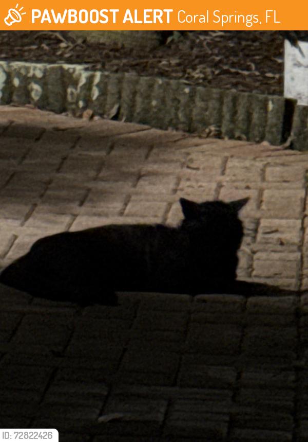 Found/Stray Unknown Cat last seen Terrapin and turtle creek rd, Coral Springs, FL 33065
