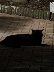 Found/Stray Unknown Cat last seen Terrapin and turtle creek rd, Coral Springs, FL 33065