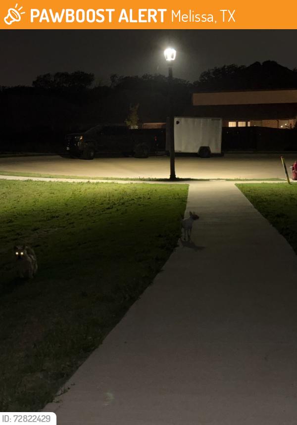 Found/Stray Unknown Dog last seen Meadowpark play area, Melissa, TX 75454