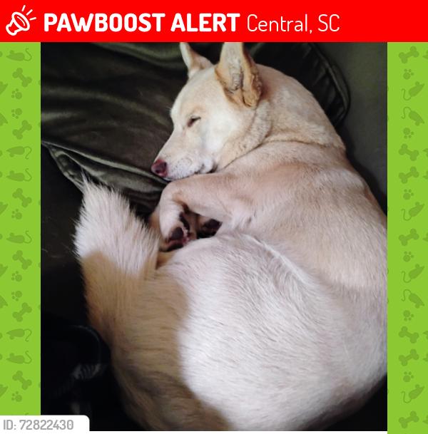 Lost Male Dog last seen old Shirley rd, Central, SC 29630