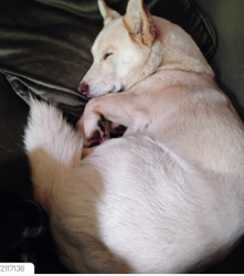 Lost Male Dog last seen old Shirley rd, Central, SC 29630