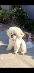 Lost Female Dog last seen Crenshaw and 30th, Los Angeles, CA 90016