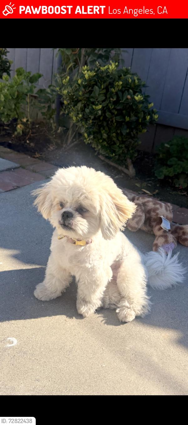 Lost Female Dog last seen Crenshaw and 30th, Los Angeles, CA 90016