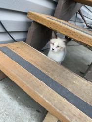Lost Male Cat last seen Near s 61st ave, Yakima, WA 98908