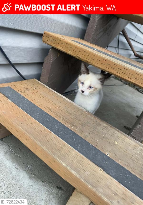Lost Male Cat last seen Near s 61st ave, Yakima, WA 98908