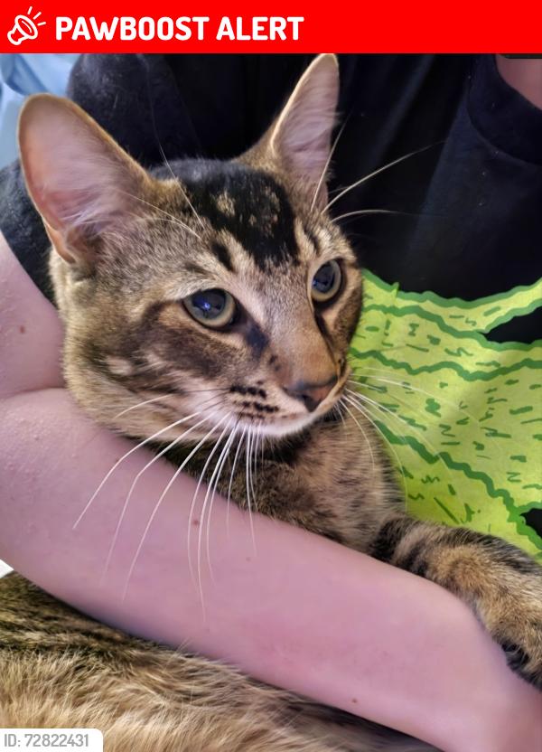 Lost Male Cat last seen Locust Hill Rd and 290, Greenville County, SC 29687