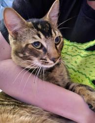 Lost Male Cat last seen Locust Hill Rd and 290, Greenville County, SC 29687