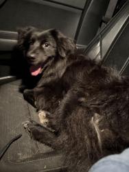 Found/Stray Male Dog last seen Three rivers road , Gulfport, MS 39503