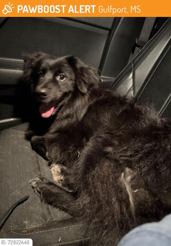 Found/Stray Male Dog last seen Three rivers road , Gulfport, MS 39503