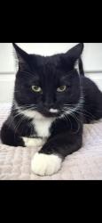 Reunited Male Cat last seen Tustin and Katella by the Staterbros on collins, Orange, CA 92867