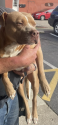 Lost Male Dog last seen Blue rock and Coleraine Northside express, Cincinnati, OH 45223