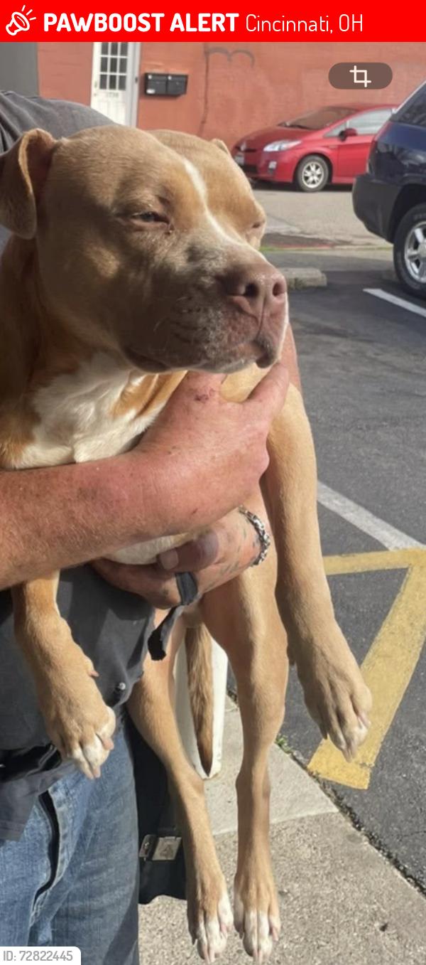 Lost Male Dog last seen Blue rock and Coleraine Northside express, Cincinnati, OH 45223