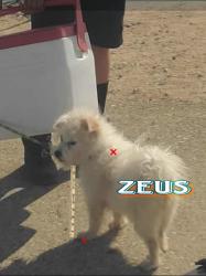 Lost Male Dog last seen The mountain with cross off Rancherias Rd, Apple Valley, CA 92307