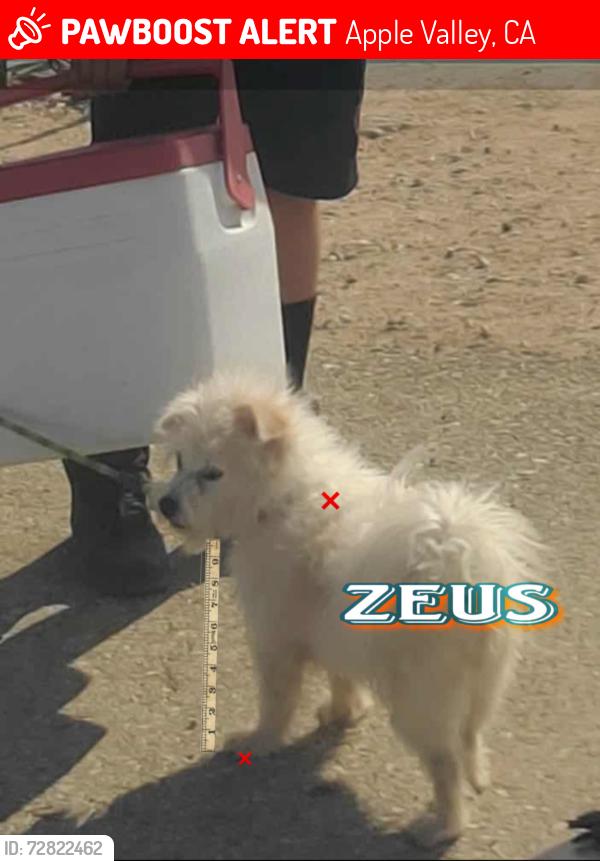 Lost Male Dog last seen The mountain with cross off Rancherias Rd, Apple Valley, CA 92307