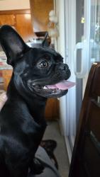 Found/Stray Female Dog last seen Circle K Beverly Blvd., Whittier, CA 90601