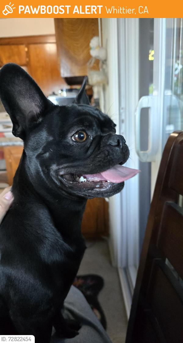 Found/Stray Female Dog last seen Circle K Beverly Blvd., Whittier, CA 90601