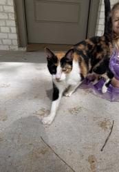 Lost Female Cat last seen Country club, Harrison County, TX 75602