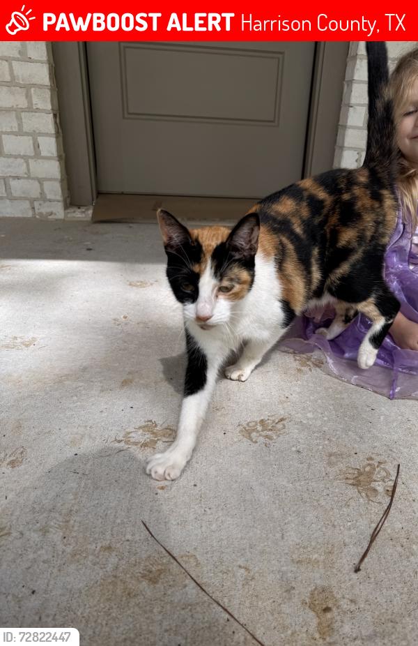 Lost Female Cat last seen Country club, Harrison County, TX 75602