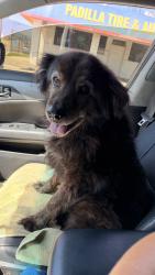 Found/Stray Male Dog last seen Oleander , Fontana, CA 92335