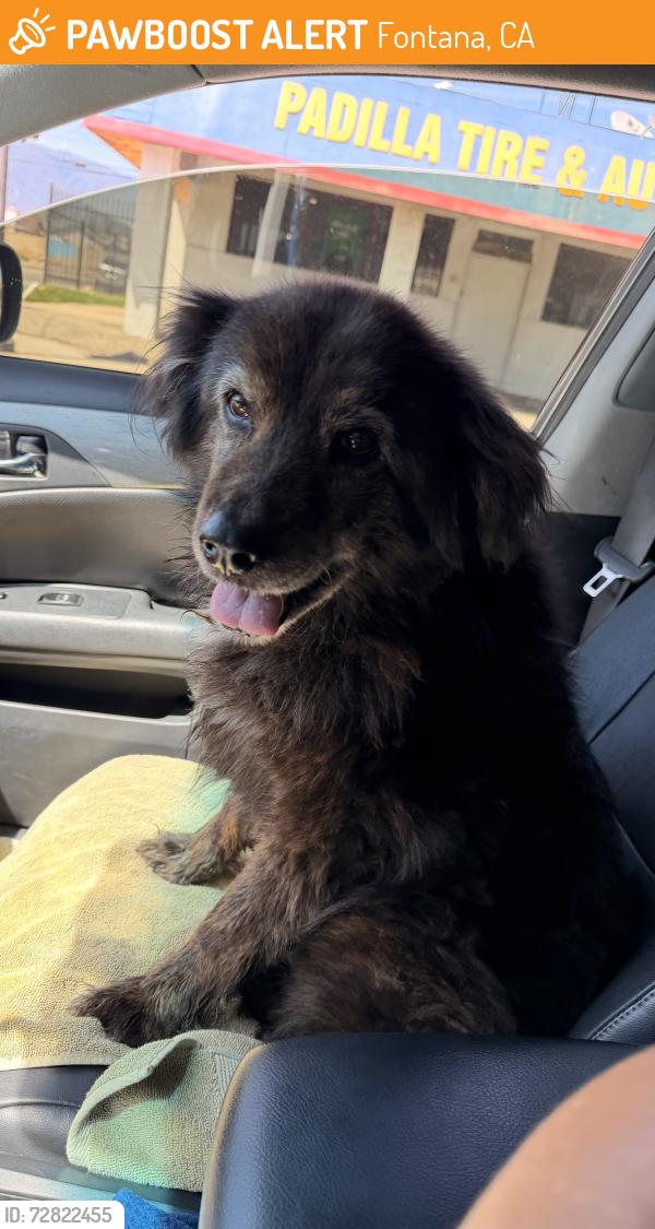 Found/Stray Male Dog last seen Oleander , Fontana, CA 92335