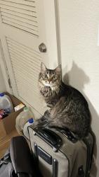 Lost Male Cat last seen W University Ave & S Lindon Ln, Tempe, AZ 85281